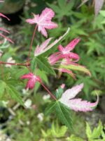 Descoperă frumusețea unică Artar Palmatum Mardi Gras . Alege o piesă deosebită pentru grădina ta și bucură-te de o explozie de culori! 🌸