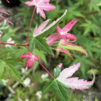 Descoperă frumusețea unică Artar Palmatum Mardi Gras . Alege o piesă deosebită pentru grădina ta și bucură-te de o explozie de culori! 🌸