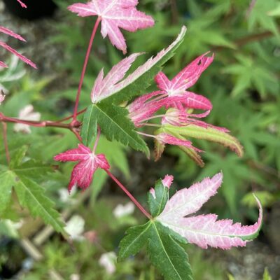 Descoperă frumusețea unică Artar Palmatum Mardi Gras . Alege o piesă deosebită pentru grădina ta și bucură-te de o explozie de culori! 🌸