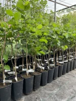 Alun Lungi de Landsberg la ghiveci 2 l - imagine 2