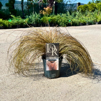 Iarba Comans Bronze Form