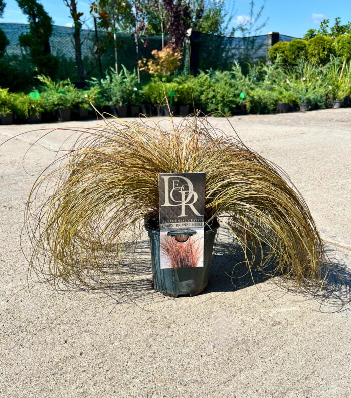 Iarba Comans Bronze Form