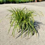 Iarba Holcus Mollis Jackdaws Cream