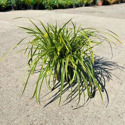 Iarba Holcus Mollis Jackdaws Cream