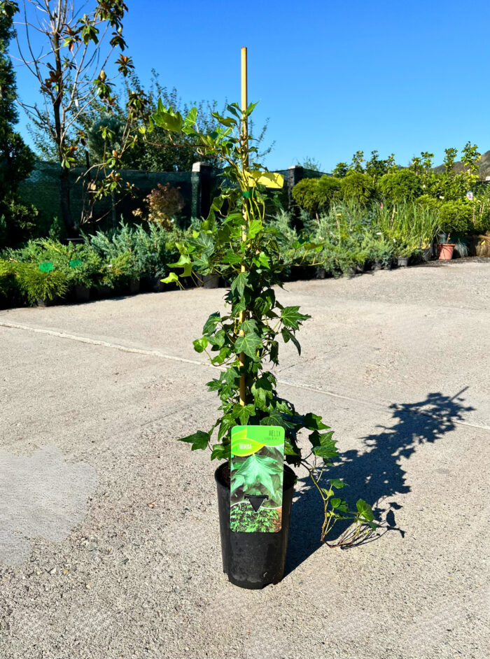 Iedera Green Ripple - Pepiniera Sosa