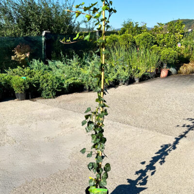 Descoperă magia plantelor cu Iedera Verde Helix Woerner. O alegere perfectă pentru decorarea casei tale. Alege frumusețea naturală! 🌿🛒