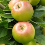 Pom fructifer Măr Poinic - oferă mere cu pulpa suculentă, cu un gust dulce. Plantează-l acum și bucură-te de roadele bogate la începutul lunii Octombrie!🤗