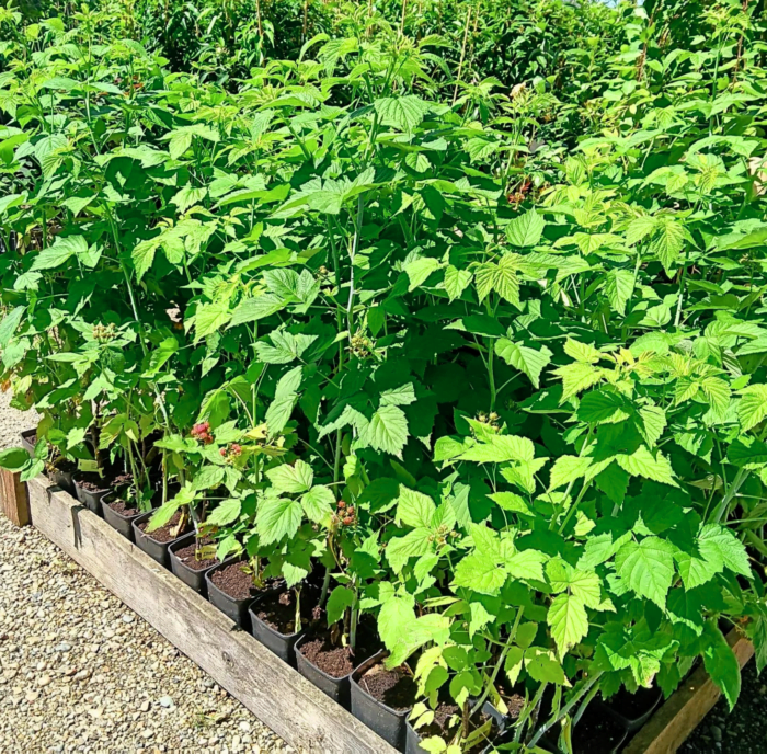 Zmeur Negru la ghiveci - imagine 2