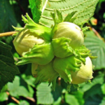 Descoperă calitatea frunzelor și gustul inconfundabil al produselor noastre Alun Tonda Gentile. Alege ce este mai bun pentru tine și familia ta. 🥜🛒