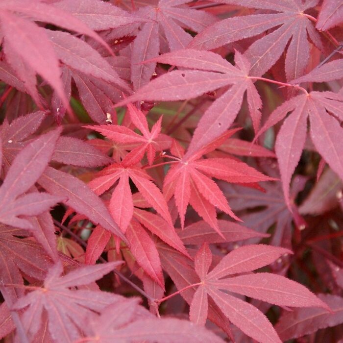 Arțar Atropurpureum Palmatum la ghiveci - imagine 1