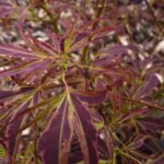 Arțar Palmatum Manyoh No Sato la ghiveci