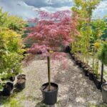 Arțar Garnet la ghiveci - imagine 2