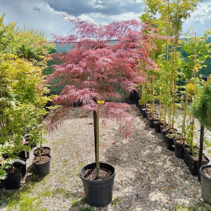 Arțar Garnet la ghiveci - imagine 2