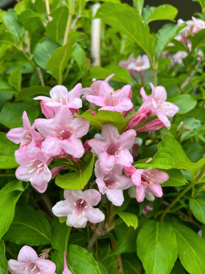 Weigella Rose la ghiveci - imagine 3