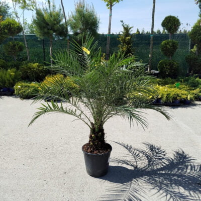 Palmier Roebelenii: Calitate și eleganță într-un singur produs 🌿🌴