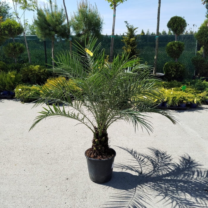 Palmier Roebelenii: Calitate și eleganță într-un singur produs 🌿🌴 Palmier Roebelenii: Calitate și eleganță într-un singur produs 🌿🌴