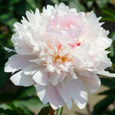 Ai nevoie de o pata de culoare în viața ta? Încearcă Bujor Alertie și bucură-te de o explozie de culoare în grădina ta.Comandă acum! 🌸🛒