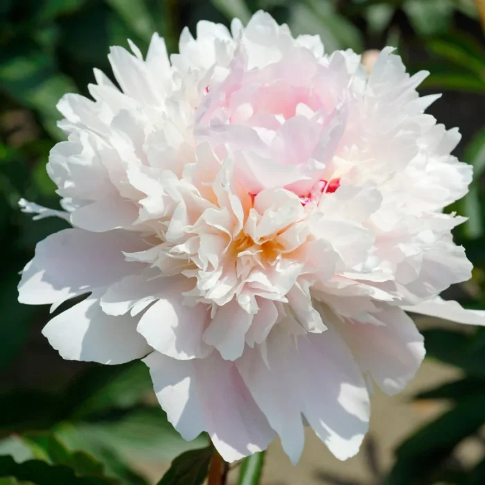 Ai nevoie de o pata de culoare în viața ta? Încearcă Bujor Alertie și bucură-te de o explozie de culoare în grădina ta.Comandă acum! 🌸🛒