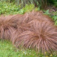 Adaugă un strop de eleganță și frumusețe cu Carex Comans Bronze Form. Comandă produsul pentru un decor deosebit în casa ta. 🌿🛒