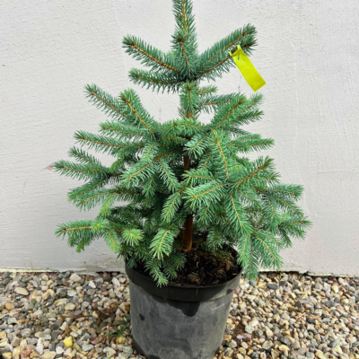 Picea Pungens Super Blue Seedling - Pepiniera Sosa