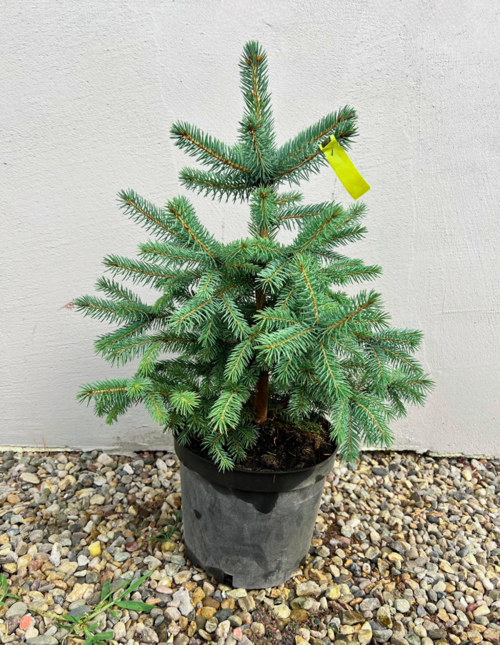 Picea Pungens Super Blue Seedling - Pepiniera Sosa