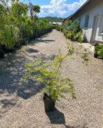 Arțar Palmatum Manyoh No Sato la ghiveci - imagine 2