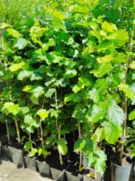 Alun Tonda Gentile la ghiveci 3L - imagine 3