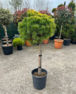 Pinus pe picior la ghiveci