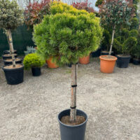 Pinus pe picior la ghiveci