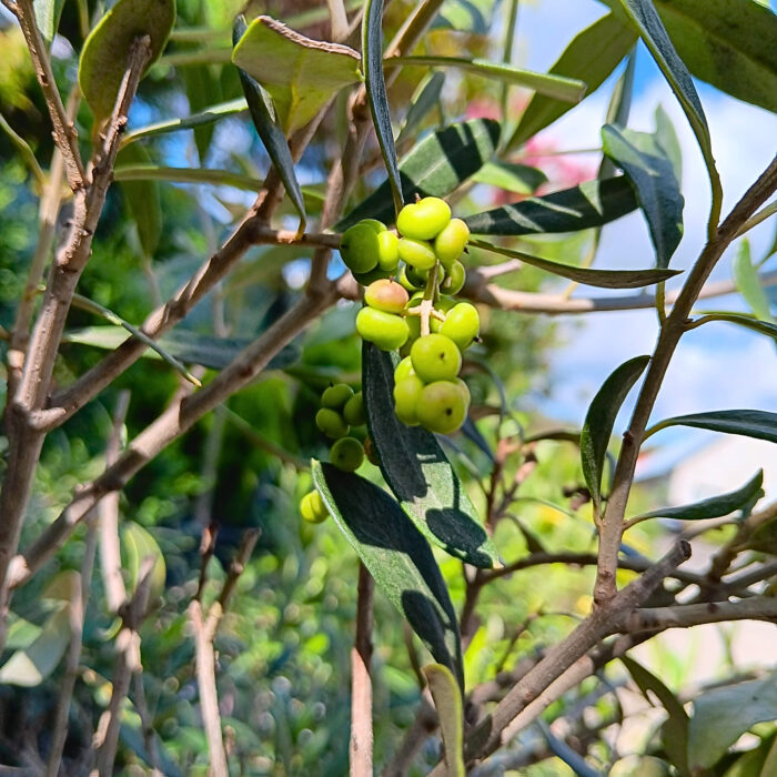 Măslin la ghiveci - imagine 4