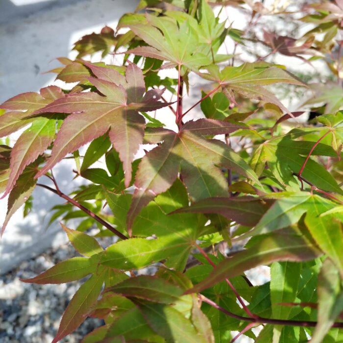 Arțar Osakazuki Light la ghiveci - imagine 2