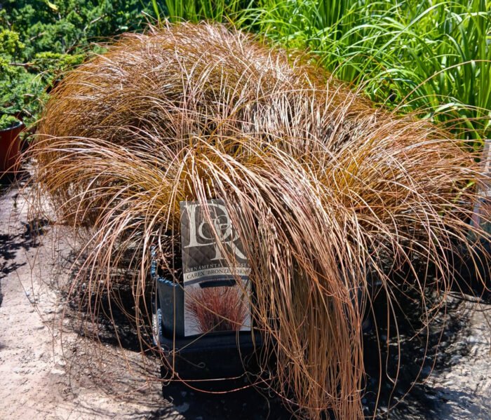 Carex Comans Bronze Form la ghiveci - imagine 3
