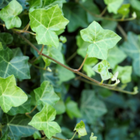 Descoperă Iedera Hibernica Tuin, planta perfectă pentru grădinile tale. Ia-ți-o acum și transformă-ți spațiul într-o oază de verdeață! 🌿🛒