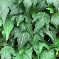 Fă-ți casa mai atrăgătoare cu planta Iedera Green Ripple. O opțiune excelentă pentru decorarea interioară. Cumpără acum și transformă-ți locuința! 🌿🛒