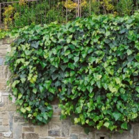 Iedera Hibernica - planta ce aduce natura în grădina ta. Comandă acum și transformă spațiul tău într-un loc de relaxare și frumusețe! 🌿🛒