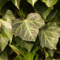 Descoperă magia plantelor cu Iedera Verde Helix Woerner. O alegere perfectă pentru decorarea casei tale. Alege frumusețea naturală! 🌿🛒