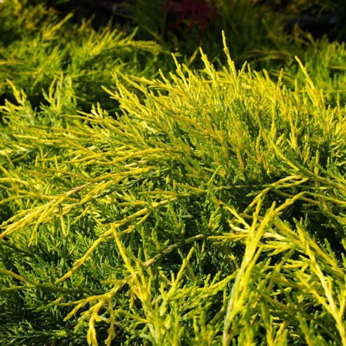 Dă viață grădinii tale cu Juniperus Pfitzeriana Aurea! Descoperă o plantă uimitoare care transformă orice spațiu într-un colț de paradis. 🌿🛒