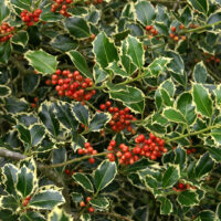Ilex Marginata la ghiveci