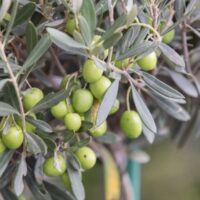 Transformă mâncarea ta într-o experiență deosebită cu măslin de calitate superioară. Comandă acum și bucură-te de adevăratul gust mediteranean! 🌿