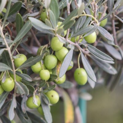 Transformă mâncarea ta într-o experiență deosebită cu măslin de calitate superioară. Comandă acum și bucură-te de adevăratul gust mediteranean! 🌿