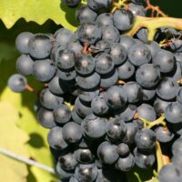 Burgund (de vin) la giveci 2L, anul 2
