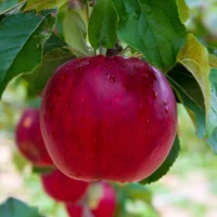 Încearcă 👉️ Măr Aromat de Vară 🍎! Fructul mare 130g, rezistență la ger până la -35°C. Plantează la toamnă sau primăvara și bucură-te de fructele sale!🚜