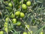 Achiziționați acum Măslin și bucurați-vă de calitatea superioară și de fructele sale . Perfect pentru grădina ta!Nu rata ocazia și comandă l acum! 🌿
