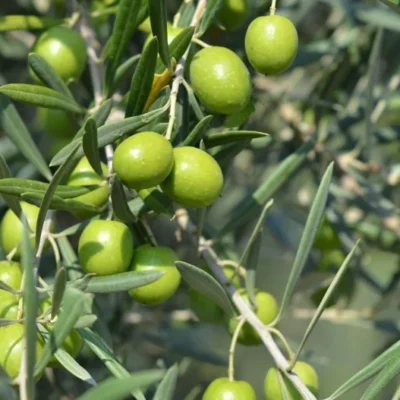 Achiziționați acum Măslin și bucurați-vă de calitatea superioară și de fructele sale . Perfect pentru grădina ta!Nu rata ocazia și comandă l acum! 🌿