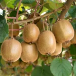 Descoperiți deliciul tropical cu Kiwi Actinidia Deliciosa Jenny! O alegere perfectă pentru o gustare sănătoasă și plină de energie. 🥝🛒