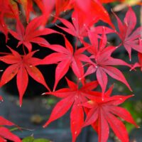 Inspiră-te cu Artar Osakazuki Light - o plantă minunată, cu frunze de un roșu vibrant. Adaugă un accent fermecător grădinii tale. Achiziționează acum! 🍁