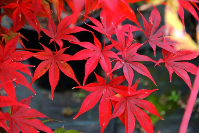 Artar Osakazuki Light – Frumusețe și Eleganță în Grădina Ta 🍁 Inspiră-te cu Artar Osakazuki Light - o plantă minunată, cu frunze de un roșu vibrant. Adaugă un accent fermecător grădinii tale. Achiziționează acum! 🍁