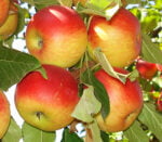 Pom fructifer Măr Parmen Auriu - se distinge prin merele sale extrem de suculente și dulci. 😋 Cu o dezvoltare robustă și o adaptabilitate excepțională!👌