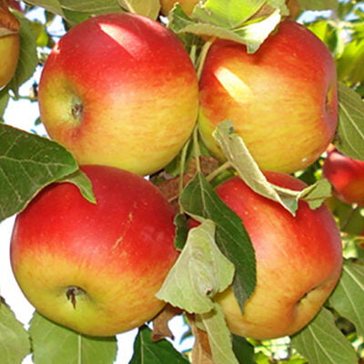 Pom fructifer Măr Parmen Auriu - se distinge prin merele sale extrem de suculente și dulci. 😋 Cu o dezvoltare robustă și o adaptabilitate excepțională!👌