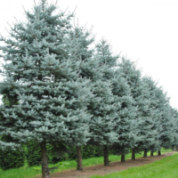 Dă viață grădinii tale cu Picea Pungens SBS! Acest arbust rășinos cu frunze dese și formă compactă va aduce un aer proaspăt și vibrant în decorul tău. 🌿